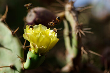 Abeilles butinant une fleur de figuier de barbarie