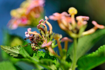 Guêpe butinant des fleurs de lantanier