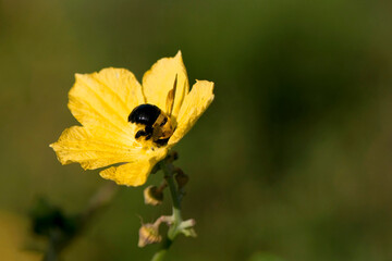 Bourdon butinant une fleur jaune