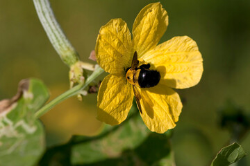 Bourdon butinant une fleur jaune