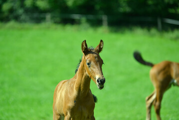 Pferde auf der Weide im Sommerlicht