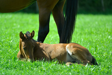 junges Fohlen sitzt bei der Mutter auf der Wiese