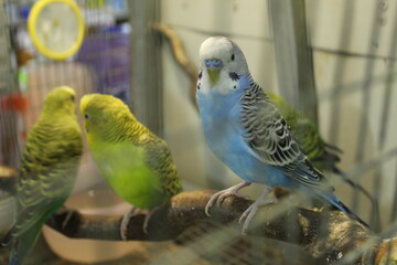 Budgerigar male and female girl and boy sit in a cage on a perch. Pets, birds, wildlife