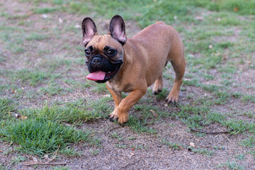 Young French Bulldog walking on grass and looking to camera.