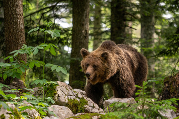 Brown Bear - Ursus arctos large popular mammal from European forests and mountains, Slovenia,...