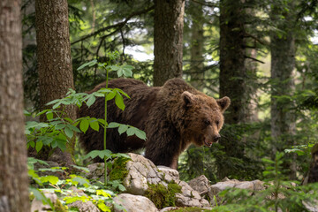 Brown Bear - Ursus arctos large popular mammal from European forests and mountains, Slovenia,...