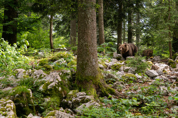 Brown Bear - Ursus arctos large popular mammal from European forests and mountains, Slovenia,...