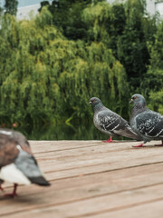 Pigeons on the embankment in the green park