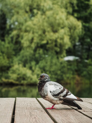 Pigeon on the embankment in the green park
