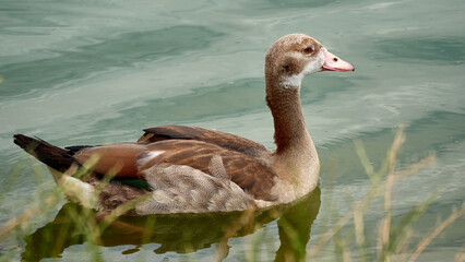 The duck swims along the shore of the reservoir.