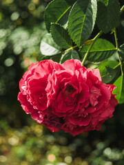 Branch of pink garden roses close-up