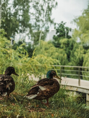 Ducks on the shore in the park
