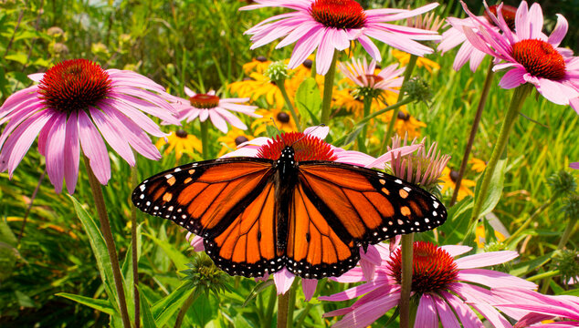 Beautiful Monarch Butterfly pollinating pink coneflowers with garden background