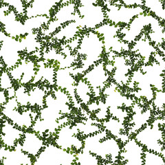 3d illustration of ivy leaves on the wall isolated on transparent background