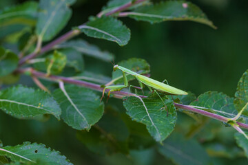 Mantis - Mantis religiosa green animal sitting on a blade of grass in a meadow.