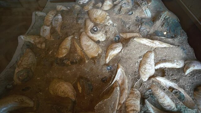 A closeup of old fossil rocks display in a museum. High quality FullHD footage