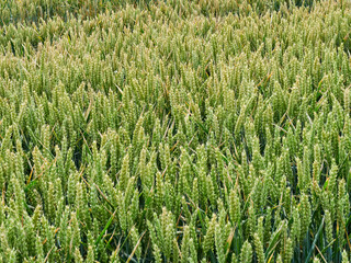 A field of ripening wheat. Ears of wheat