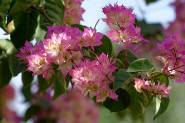 Fototapeta premium Fleurs tropicales