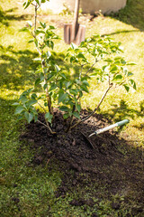 Landscaping of the territory. Caring for the environment. Planting plants. work in the garden. Tree transplant.  Plant cultivation.