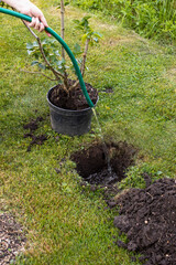 Watering garden plants. Water pours from a watering can. Landscaping of the territory. Caring for the environment. Planting plants. work in the garden. Plant cultivation.