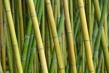 Fototapeta premium Natural green bamboo texture background. Diagonal bamboo trunks.