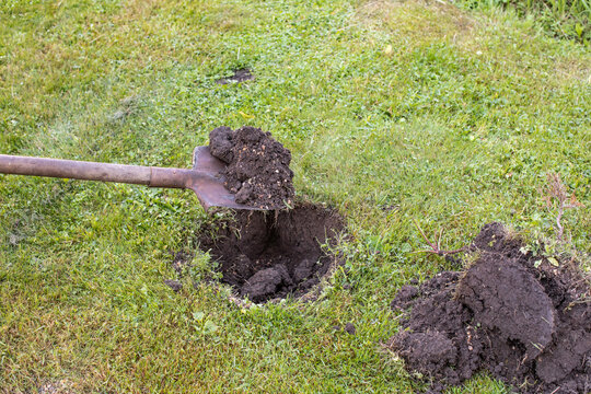A man digs a hole in the ground with a shovel for planting. Landscaping of the territory. Caring for the environment. Planting plants. Gardening.