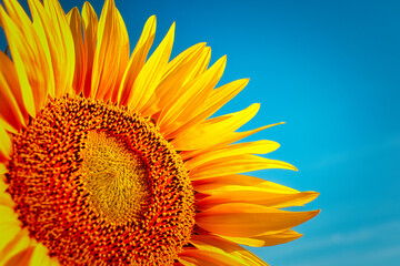 Naklejka premium Sunflower on Blue Background - - Blooming - Field - Beautiful - Sunset - Cloudy - Blue - Sky - Sunshine - Background - Flower - Golden - Countryside - Sunlight - Ecology - Bio