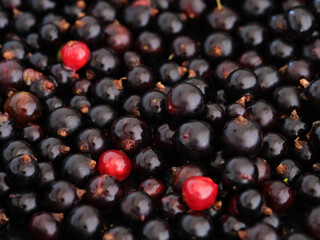 Background of organic black and red currants