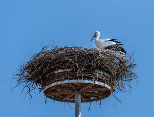 White stork in its nest
