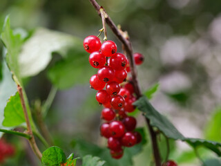 A close-up shot of an organic red currants growing on a bush.