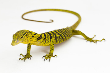 Yellow tree monitor or Reisinger's tree monitor Varanus reisingeri isolated on white background