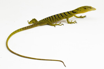Yellow tree monitor or Reisinger's tree monitor Varanus reisingeri isolated on white background