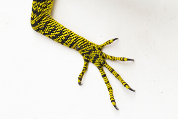 Naklejka premium Yellow tree monitor or Reisinger's tree monitor Varanus reisingeri isolated on white background