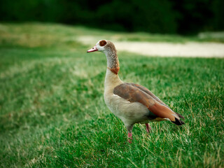 Duck stands on the grass and looks into the distance