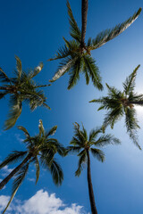 Obraz na płótnie Canvas Five palm trees view from below