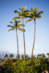 Three high palm trees