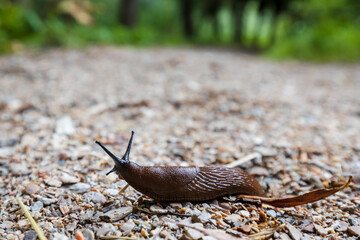 A Portuguese slug crawling on a dirt road