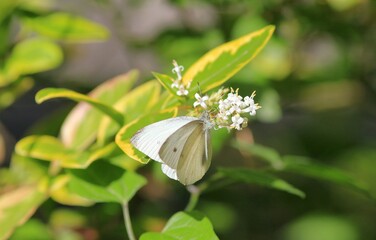 White butterfly on a branch with white flowers on a blurry green background