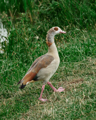 The duck will climb the hill on the grass