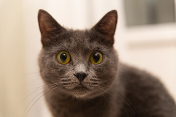 Domestic cat Trisha of the Korat breed. Novorossiysk, Russia, 21.06.2023