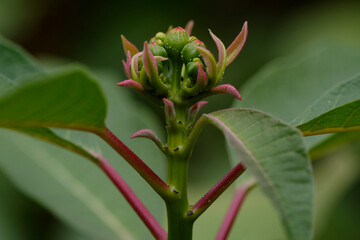 Fleurs tropicales