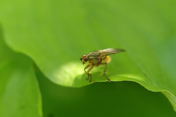 Scatophage du fumier (Scathophaga stercoraria)