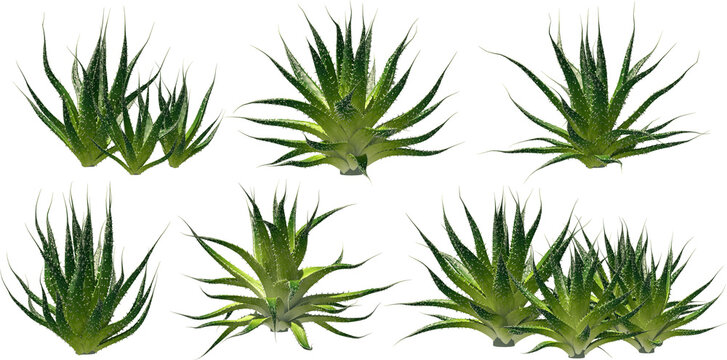 aloe vera cactus succulent spiny thorns hq arch viz cutout 3d render plants