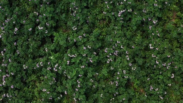 Drone takes off over flowering potato bushes, violet potato flowers, aerial view