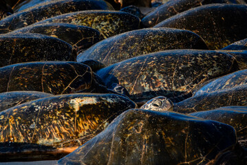 Shells of a green sea turtles packed on a beach