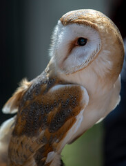 Schleiereule Portrait