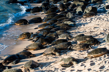 Green sea turtle colony on Ho'okipa beach