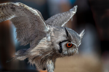 Eule im Flug