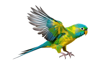 Fototapeta na wymiar A brightly colored parakeet in front of a white transparent background. Generative AI