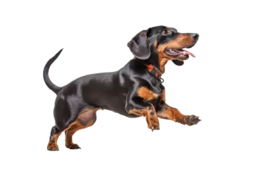 Foto op Aluminium A playful dog with its tail in the air against a crisp white transparent background.  Generative AI © GMZ